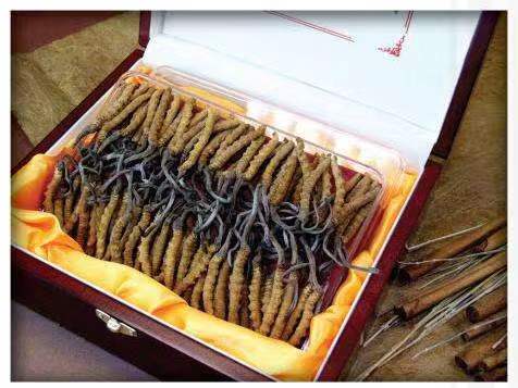 名山冬虫夏草回收